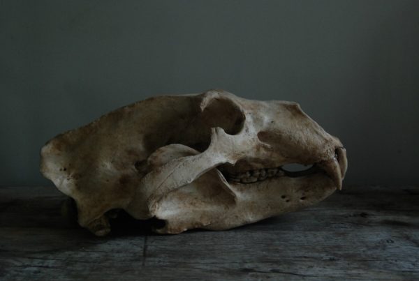 Replica of a polar bear skull.