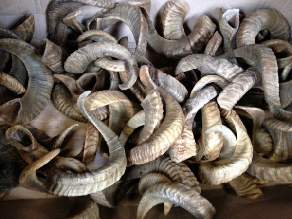 Very rough twisted horns of the merino sheep.