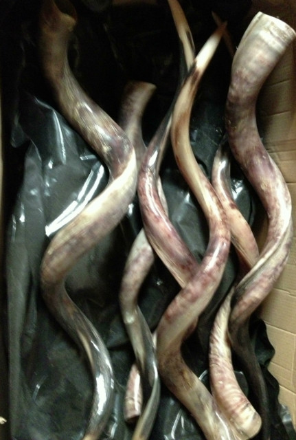 Decorative kudu horns.