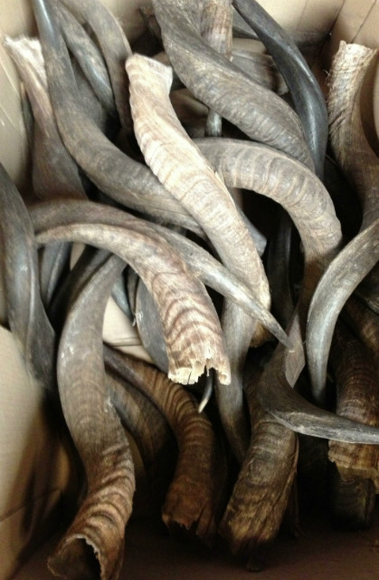 Decoratieve kudu hoorns.