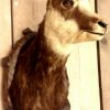 Stuffed head of a Chamois.