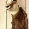 Stuffed head of a Chamois.