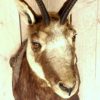 Stuffed head of a Chamois.