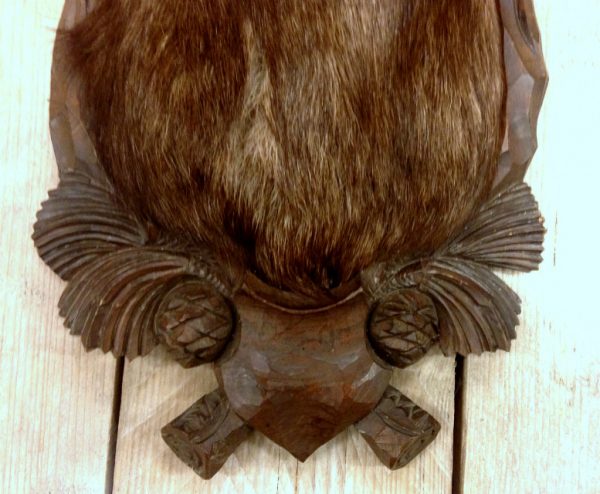 Stuffed head of a Chamois.