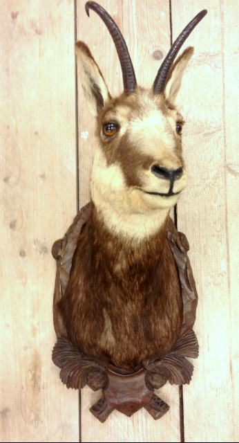 Stuffed head of a Chamois.