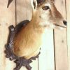 Stuffed head of a mouflon.