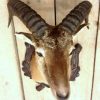 Stuffed head of a mouflon.