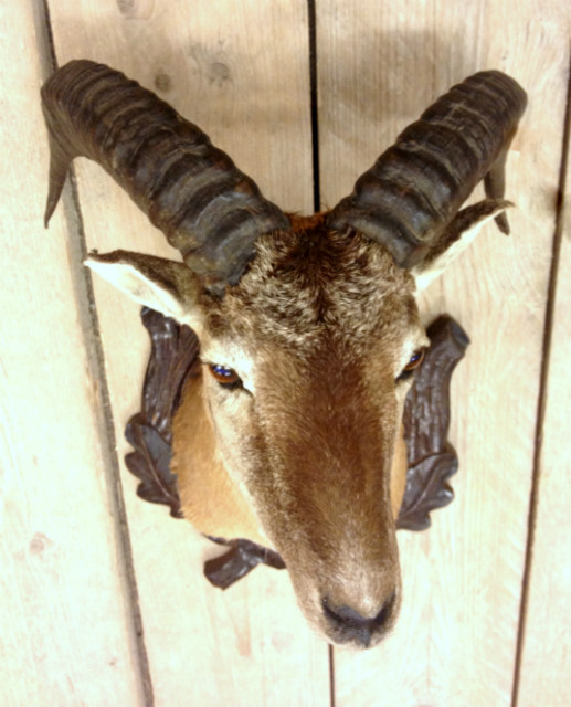 Stuffed head of a mouflon.