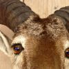 Stuffed head of a mouflon.