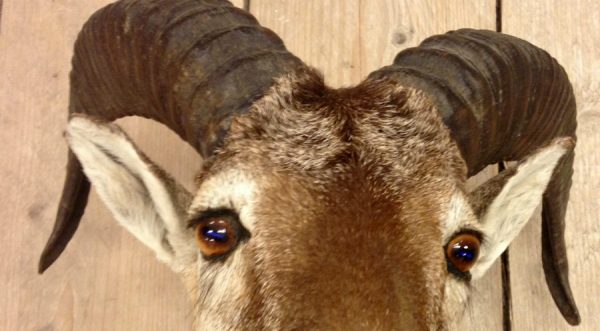 Stuffed head of a mouflon.