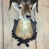 Beautiful stuffed head of a fallow deer