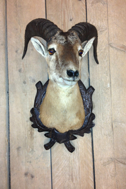 Stuffed head of a mouflon.