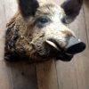 Vintage stuffed head of a huge wild boar.