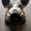 Vintage stuffed head of a huge wild boar.