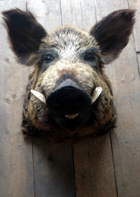 Vintage stuffed head of a huge wild boar.