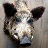 Vintage stuffed head of a beautiful buck.