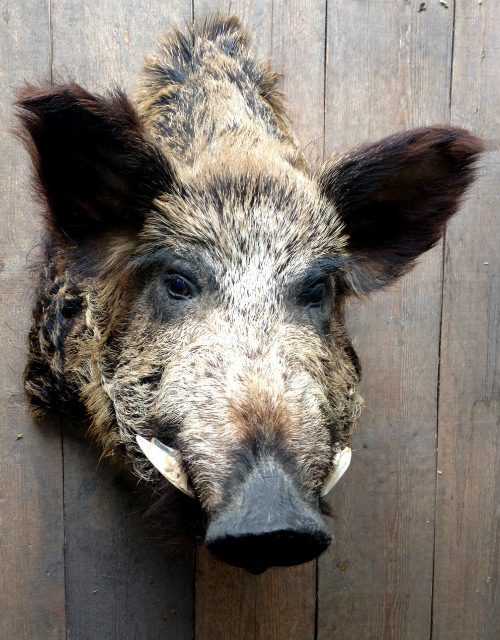 Vintage stuffed head of a huge wild boar.