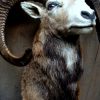 Trophy head of a capital mouflon..