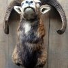 Trophy head of a capital mouflon..