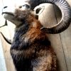 Imposing taxidermy head of a dark fallow deer.