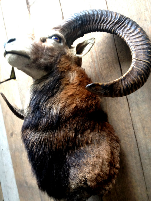 Trophy head of a capital mouflon..