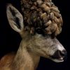 Extremly rare wig roe buck.