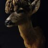 Extremly rare wig roe buck.