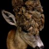Extremly rare wig roe buck.