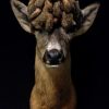 Hunting-trophy of a Hawaiian black sheep (ram).