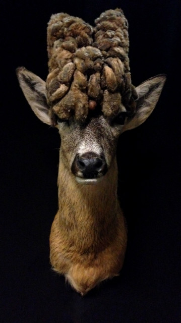 Extremly rare wig roe buck.