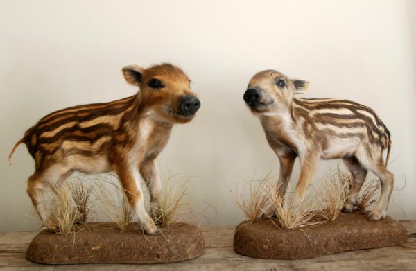 Cute stuffed young wild boars.