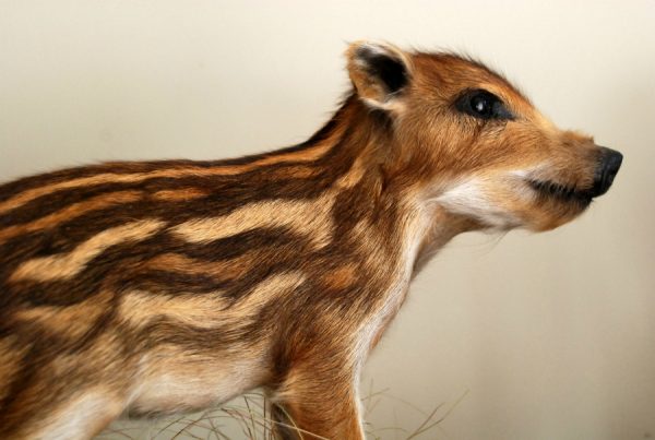 Cute stuffed young wild boars.