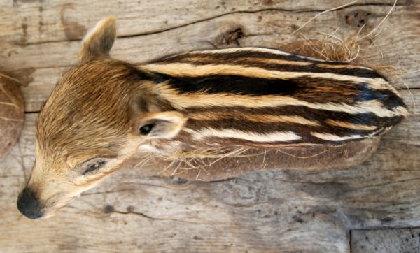 Cute stuffed young wild boars.