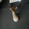 Stately stuffed head of a big fallow deer.