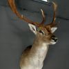 Stately stuffed head of a big fallow deer.