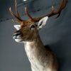 Stately stuffed head of a big fallow deer.