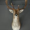 Stately stuffed head of a big fallow deer.