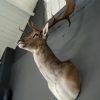 Big trophy head of a muledeer