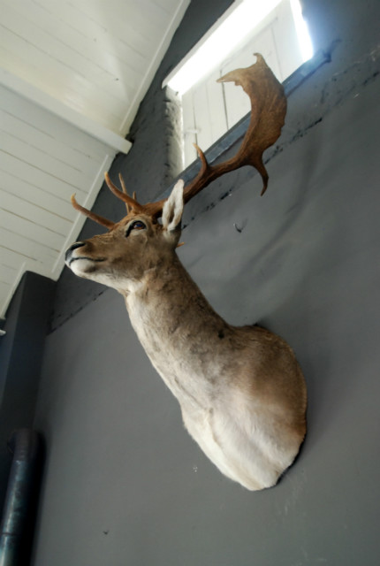 Stately stuffed head of a big fallow deer.