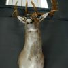 Stately stuffed head of a big fallow deer.