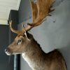 Stately stuffed head of a big fallow deer.