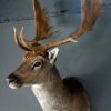 Stately stuffed head of a big fallow deer.