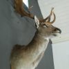 Stately stuffed head of a big fallow deer.