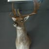 Stately stuffed head of a big fallow deer.