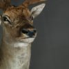 Stately stuffed head of a big fallow deer.