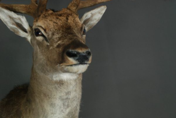 Stately stuffed head of a big fallow deer.