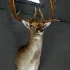 Stately stuffed head of a big fallow deer.