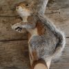 Stuffed gray squirrels.