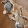 Stuffed gray squirrels.