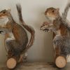 Stuffed gray squirrels.